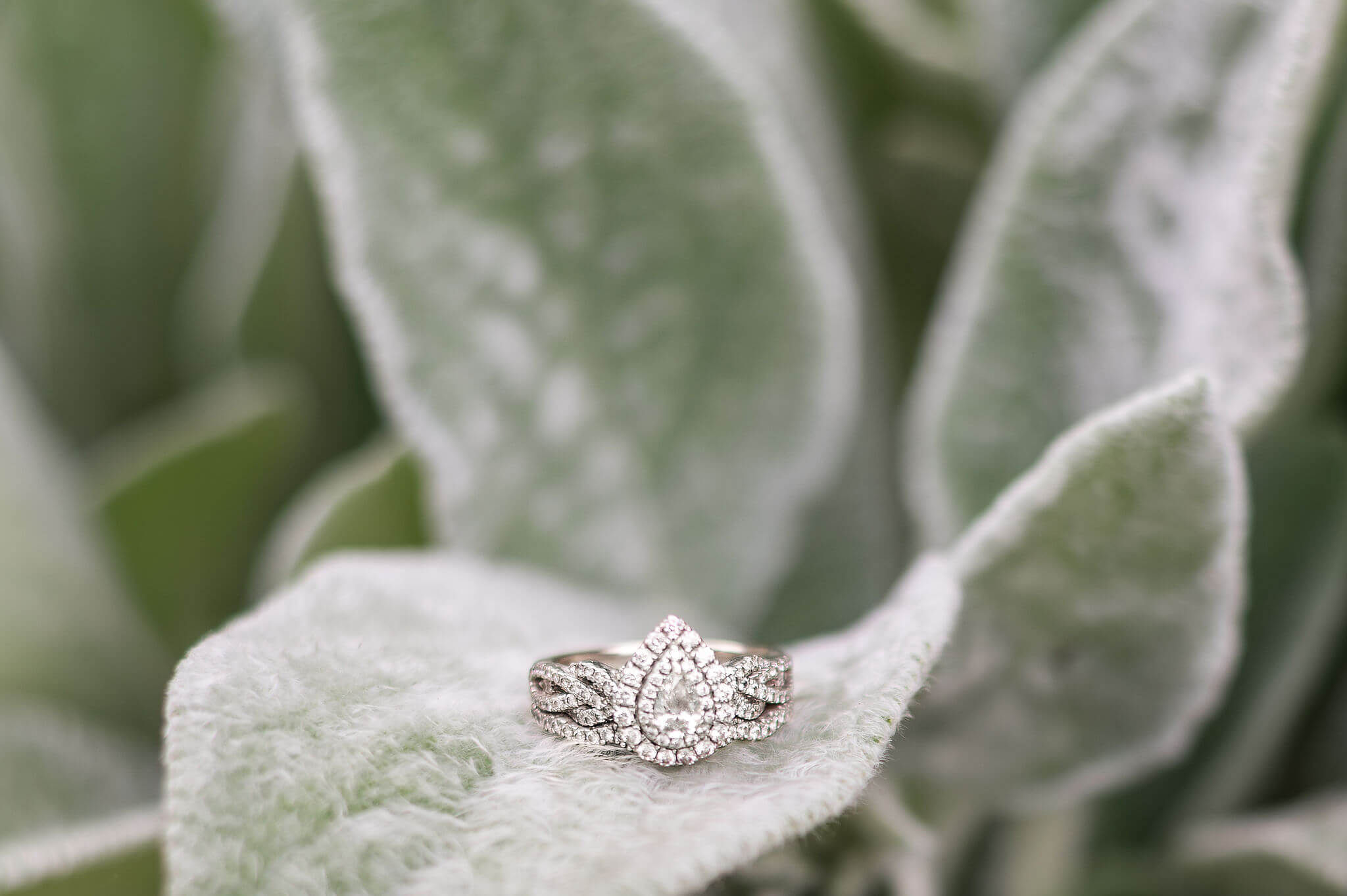 Details of an engagement ring on a plant for Pittsburgh engagement photos