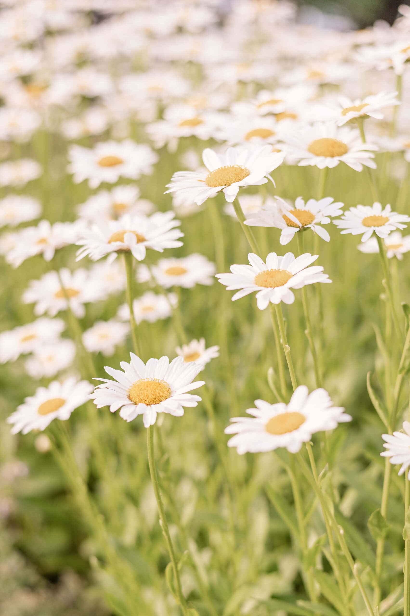 Details of white daisies